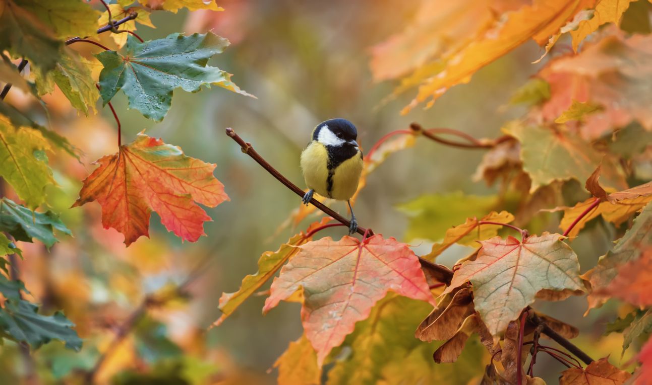 Hive5 November 2024 Monthly Review: Over €1.5M in Interest Paid Since Inception