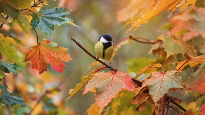 Hive5 November 2024 Monthly Review: Over €1.5M in Interest Paid Since Inception